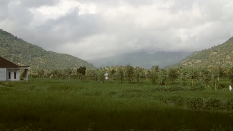 Panning-Along-Indonesian-Farmland