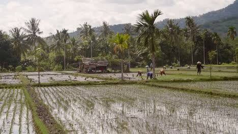Workers-in-an-Indonesian-Rice-Paddy