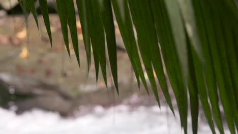 Focus-Pull-from-Stream-to-Palm-Fronds