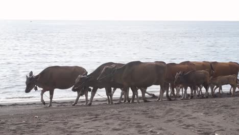 Woman-Herding-Banteng-Cows-by-the-Sea