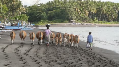 Indonesian-Women-Herding-Cows-on-a-Beach
