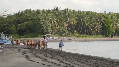 Women-Herding-Banteng-Cows-on-a-Beach