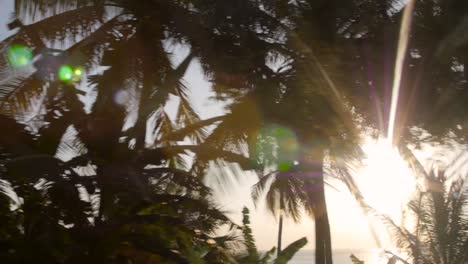 Sun-Shining-Through-Tropical-Trees