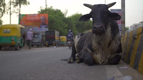 Black-Cow-Sitting-by-Indian-Roadside