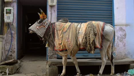 Indian-Cow-Wearing-Blanket-and-Fly-Cover