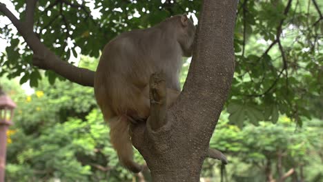 Handheld-Shot-of-a-Monkey-in-a-Tree