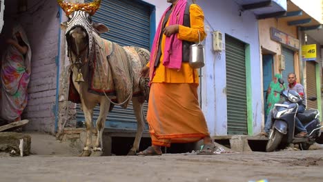 Hombre-indio-llevando-una-vaca-por-la-calle