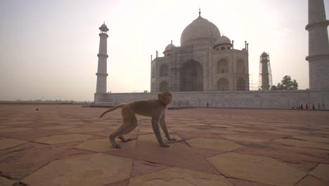 Annäherung-An-Einen-Affen-Durch-Das-Taj-Mahal