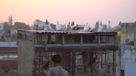 Pigeons-Sit-Atop-a-Rooftop-Birdcage