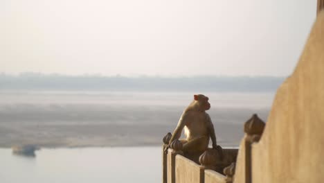 Reveal-Shot-of-a-Monkey-by-a-River-in-India