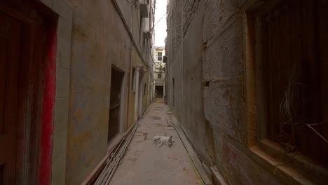 Stray-Dog-in-an-Indian-Alley