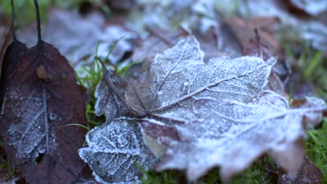 4K-Frozen-Leaves-Tracking-Shot