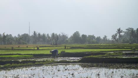 Farmer-in-an-Indonesian-Rice-Field