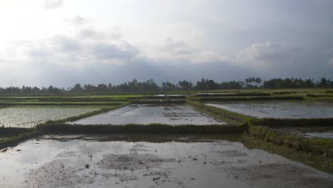 Waterlogged-Indonesian-Farmland