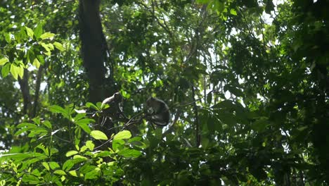 Two-Monkeys-Sitting-in-a-Tree