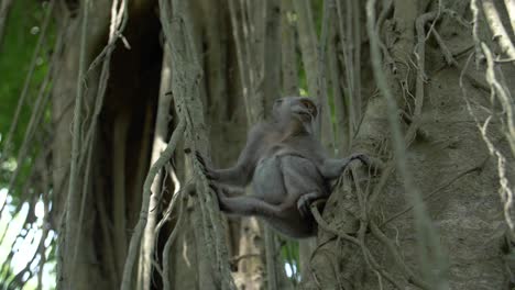 A-Monkey-Sitting-in-a-Tree-Looking-Around