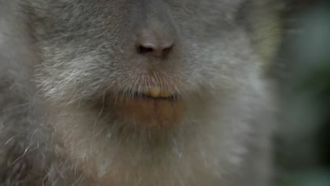 Close-Up-of-a-Monkey-Chewing
