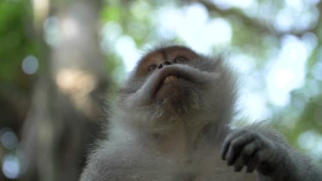 Mono-macaco-mirando-su-mano