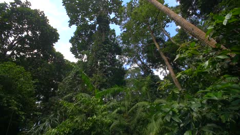 Looking-Up-in-a-Tropical-Jungle