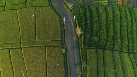 Aerial-Shot-of-Indonesian-Farmland