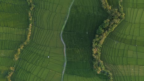 Aerial-View-of-Indonesian-Rice-Fields
