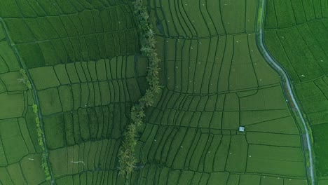 Aerial-View-of-Irrigated-Rice-Paddies