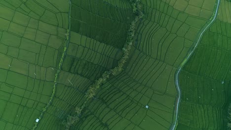 Rotating-Aerial-Shot-of-Indonesian-Fields
