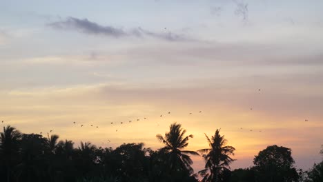 Birds-Flying-Over-Trees-at-Sunset