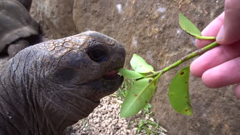 Feeding-a-Giant-Aldabra-Tortoise