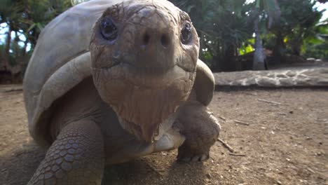 Giant-Aldabra-Tortoise-Walking