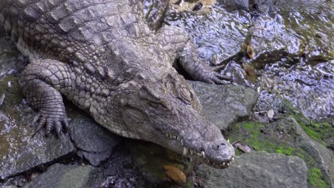 Crocodile-Resting-in-Creek