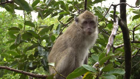 Crab-Eating-Macaque-Sitting-on-Branch