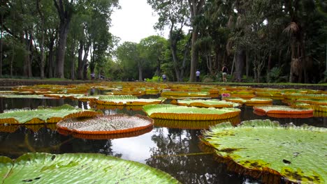 Giant-Water-Lilies-in-Mauritius-Botanical-Gardens