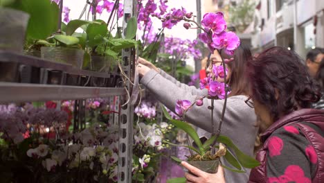 Leute,-Die-Orchideen-Auf-Einem-Blumenmarkt-Auswählen
