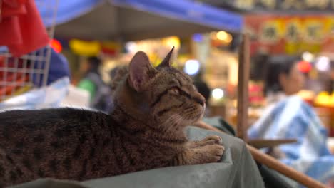 CU-of-Cat-laid-in-Busy-Market