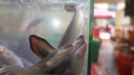 Tanque-de-anguilas-en-la-tienda