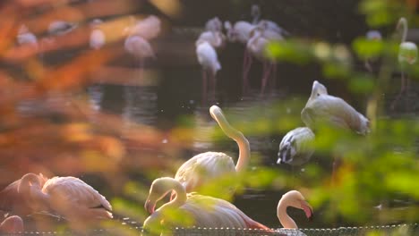 Reveal-Shot-of-Flamingos-in-Pond