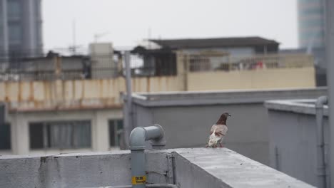 Pigeon-Taking-off-From-a-High-Ledge