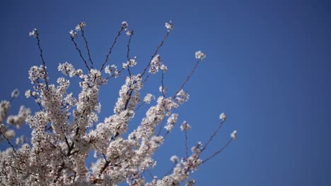 Sakura-Cherry-Blossoms-Japan-3