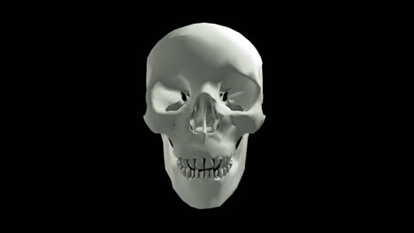 White-Skull-with-Jaw-Motion-with-Transparency