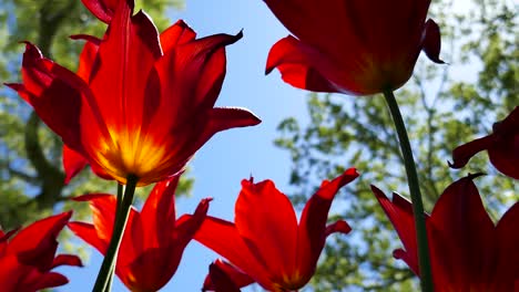 4-tulipanes