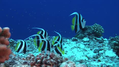 Tropischer-Fisch-Fahnenfisch-Am-Korallenriff
