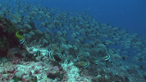 Tropischer-Fisch-Bannerfisch-Auf-Korallenriff-3