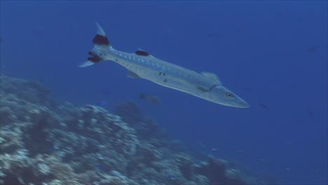 Barracuda-on-Coral-Reef