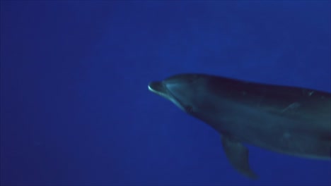 Close-Up-Shot-of-a-Dolphin