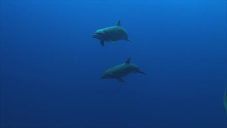 Delfine-Unter-Wasser