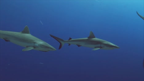 Tiburones-de-arrecife-gris-en-un-arrecife-de-coral