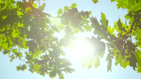 Sunlight-Through-Oak-Tree-Leaves-01