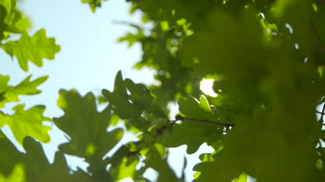 Sunlight-Through-Oak-Tree-Leaves-04