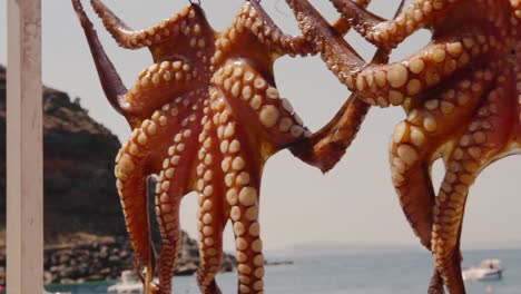 CU-of-Octopus-Hanging-to-Dry